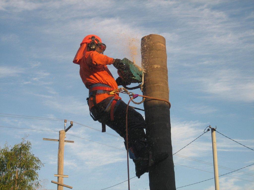 Arborist